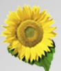 Flower Food Ltd Part