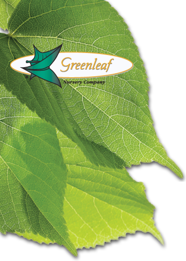 Greenleaf Nursery
