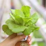 Womg Oct 2020 Enter Into The World Of Microgreens The Wonder Plants With The Expert Online Conference