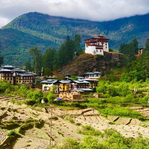 Tshering Wangdi