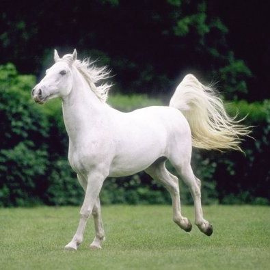 mohamed
